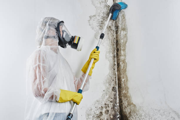 Best Crawl Space Mold Removal  in Lincoln Park, NJ