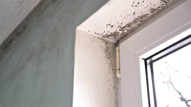 Best Fast Mold Removal  in Lincoln Park, NJ