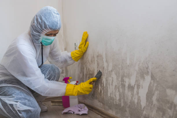 Best Black Mold Removal  in Lincoln Park, NJ