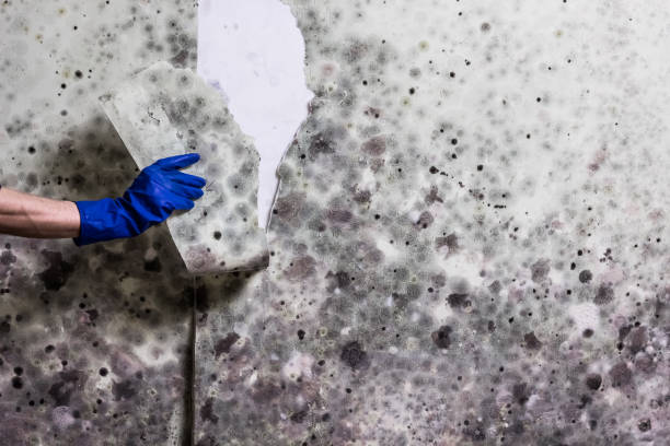 Best Mold Testing  in Lincoln Park, NJ